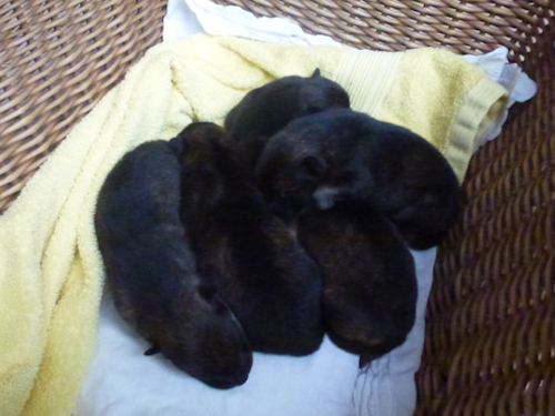 Ein Korb voll Glück