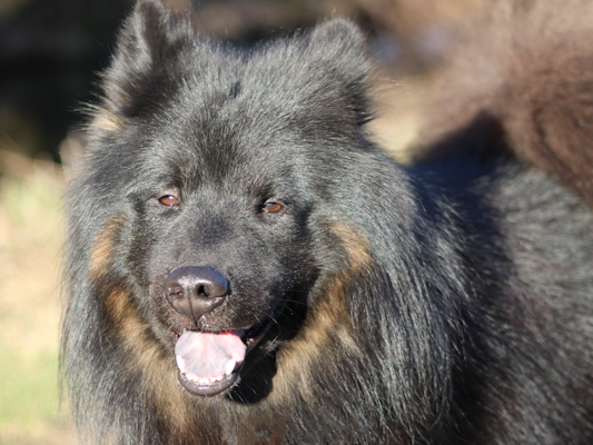 Mit vollem Namen: Eddy vom Loekamp