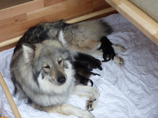 Welpenleben: Trinken, schlafen, robben und quäken