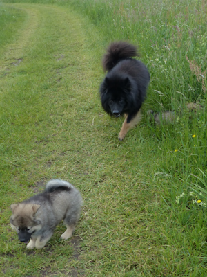Spaziergang mit Papa