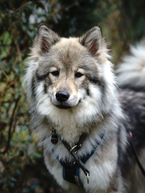 Baronesse Ilvi von der Oberen Aller