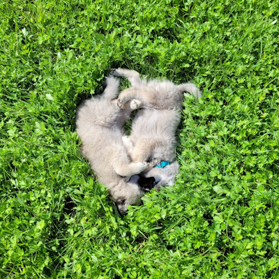 Spielen mit meiner Schwester