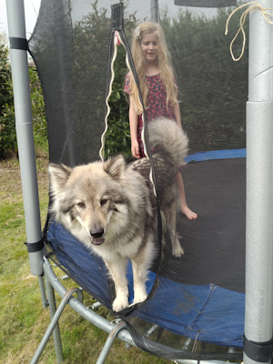 Ich folge dir überall hin