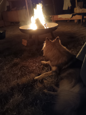 Eurasier vom Lagerfeuer